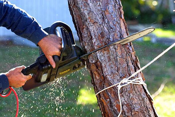 How Our Tree Care Process Works  in  Tehachapi, CA